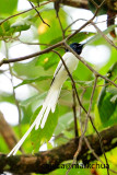 Asian Paradise Flycatcher ( Terpsiphone paradisi )