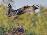 eperviers_balbuzards_rapaces