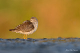 oiseaux_de_rivage__shore_birds