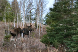 orignaux_moose___caribous