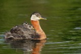 grebes