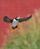 macareux_moines__atlantic_puffins