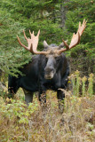 orignaux_moose___caribous