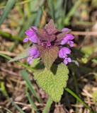 Rödplister, (Lamium purpureum)