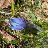 Backsippa, (Pulsatilla vulgaris), blue flowers