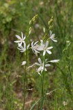 Stor sandlilja, (Anthericum liliago)