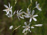 Stor sandlilja, (Anthericum liliago)
