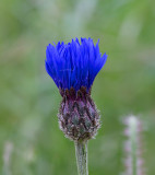 Blåklint, (Centaurea cyanus)