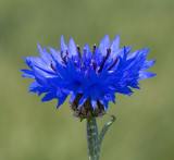 Blåklint, (Centaurea cyanus)