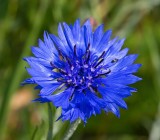 Blåklint, (Centaurea cyanus)