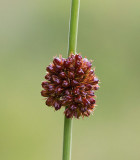 Knapptåg, (Juncus conglomeratus)