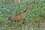 Bittern's Gallery