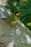 Warblers