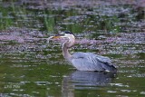 Wading Birds