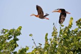Ducks, Geese, and Swans