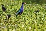 Coots,Gallinules, Small Grebes