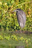 Wading Birds
