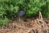Coots,Gallinules, Small Grebes
