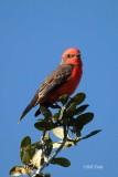 Flycatcher Gallery