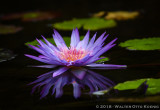 Water Lilies