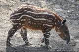 San Diego Zoo 5