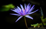 Water Lilies