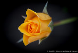 The Magical Rose Garden