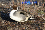 Northern Pintail, Hen