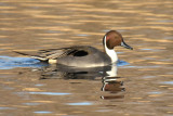 Northern Pintail, Hen