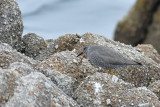 Wandering Tattler