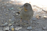 California Towhee