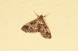 Portugal wildlife