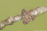 Macromoths E-H