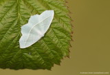 Macromoths I-L