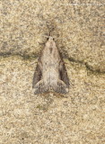 Macromoths M-P