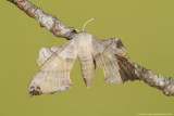 Hawkmoths