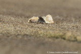 Micromoths (alphabetical)