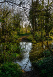 Dene Wood IMG_1141.jpg