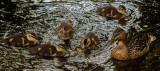 Ducks, Dene Wood, Cottingham IMG_3277.jpg
