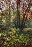 Dene Wood IMG_6124.jpg