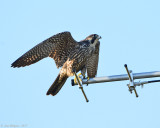 Eagles, Hawks & Falcons
