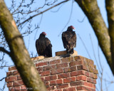 Vultures & Condors