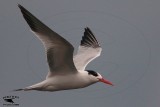 Elegant Tern - UTC December 3, 1017
