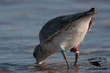 Red Knot with attached geolocator