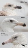 Great Black-backed Gull UTC April 21, 2018