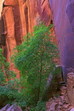 005-IMG_0208-Awesome Reflective Light in Buckskin Gulch.jpg