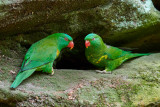 Lorikeets Gallery