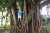 July 2016 - Kyler in a somewhat large Banyan tree in a tot lot park in Miami Lakes