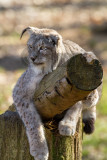 Lynx de Siberie - lynx lynx wrangeli