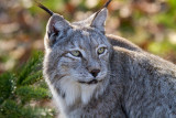 Lynx de Siberie - lynx lynx wrangeli